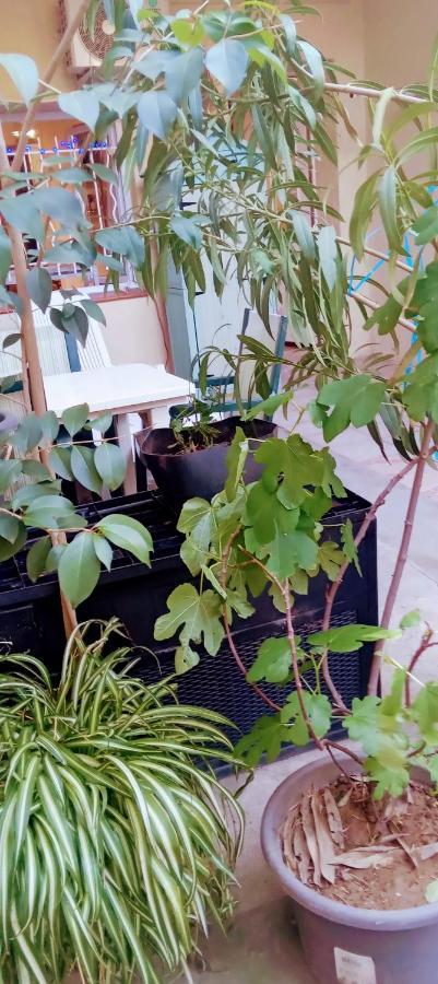 Joli Studio Avec Jardin Espira-de-l'Agly Εξωτερικό φωτογραφία
